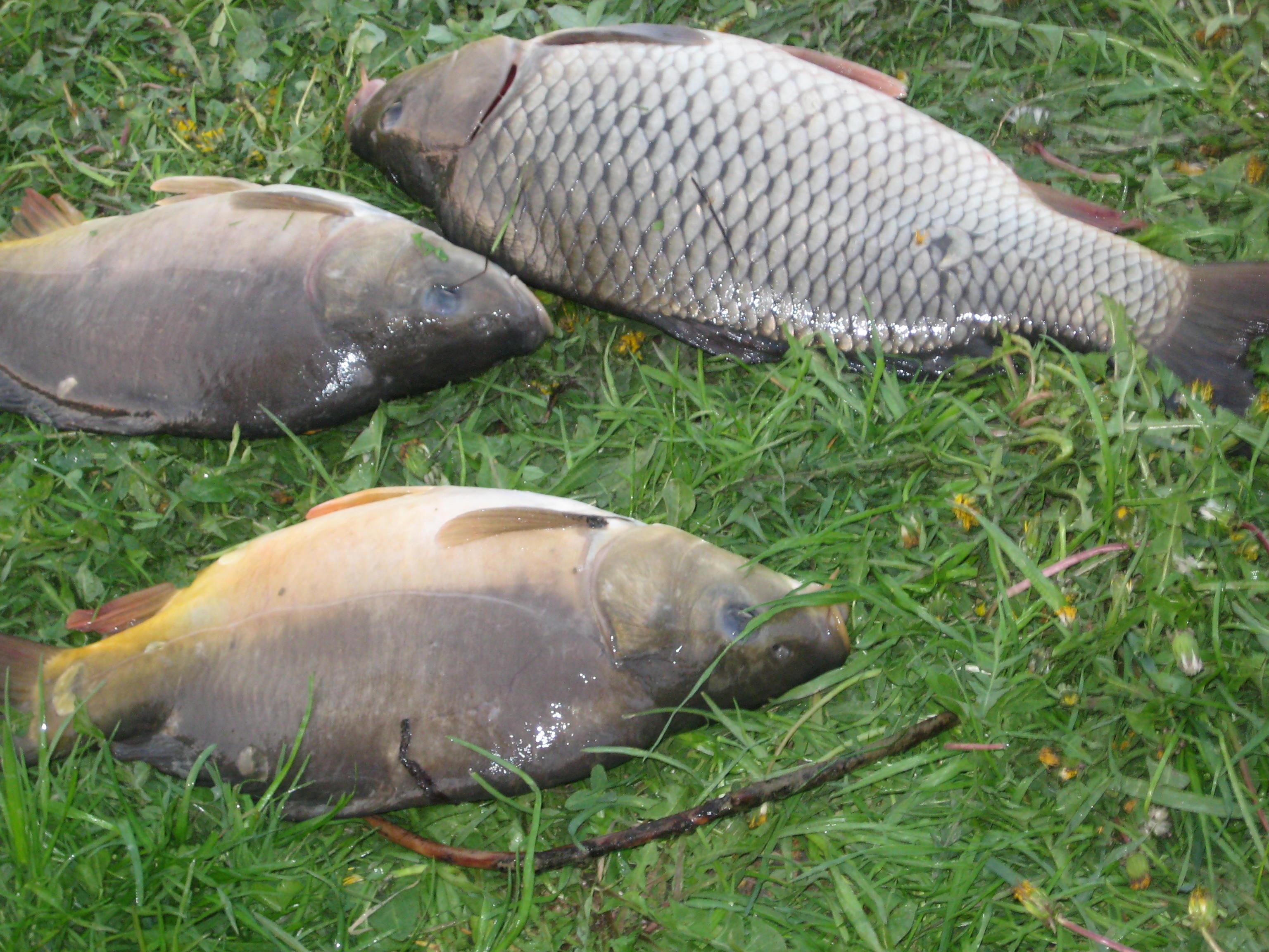 pescuit - IMG_2341.JPG